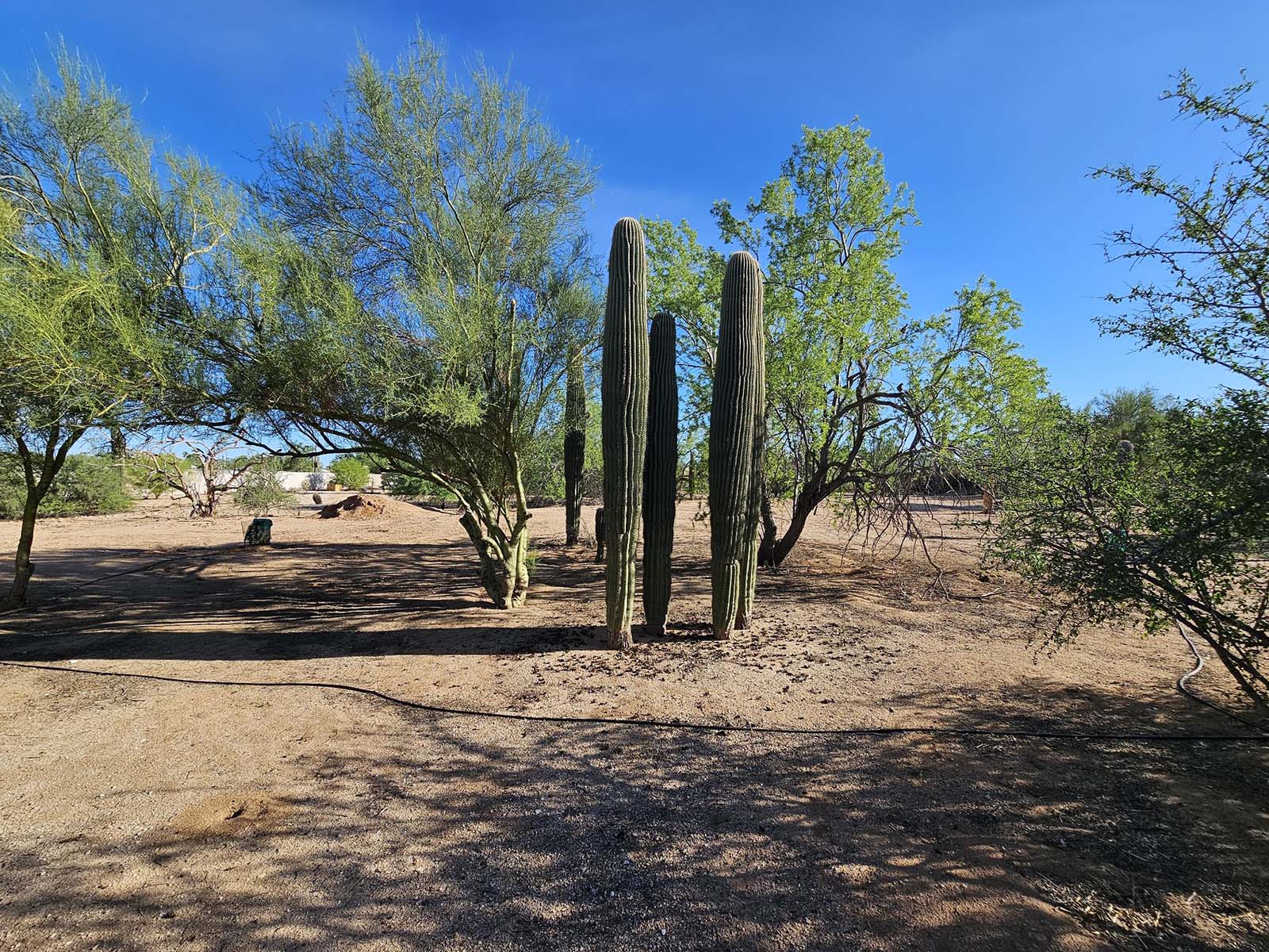 Open area for pasture or crops